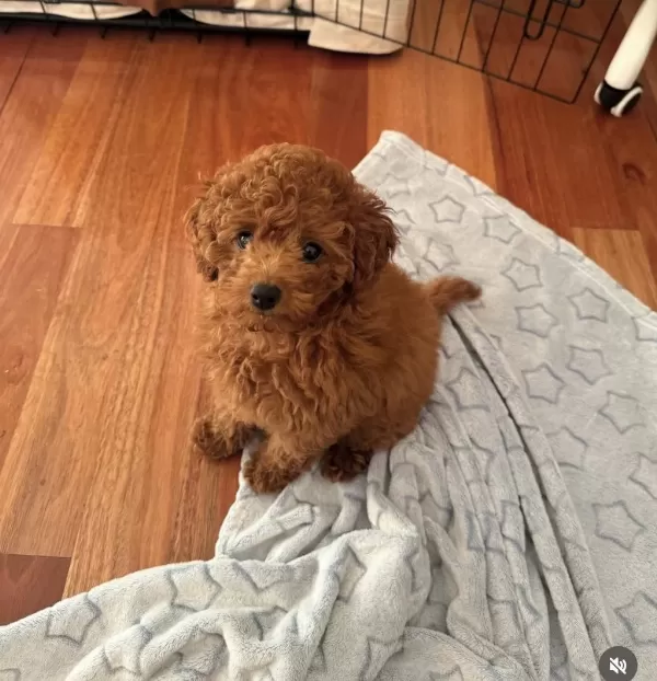 Toy Poodle Cinsi Yavru