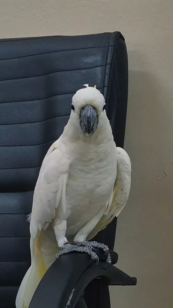 Evcil Kakadu Papağanı
