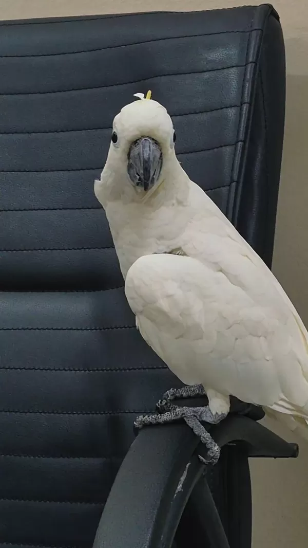 Evcil Kakadu Papağanı