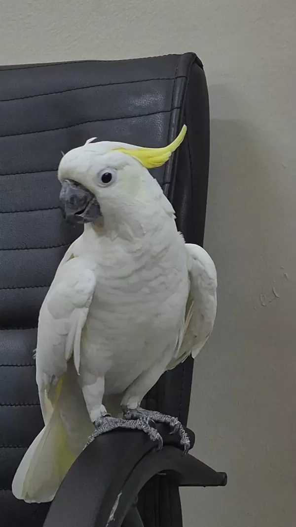Evcil Kakadu Papağanı