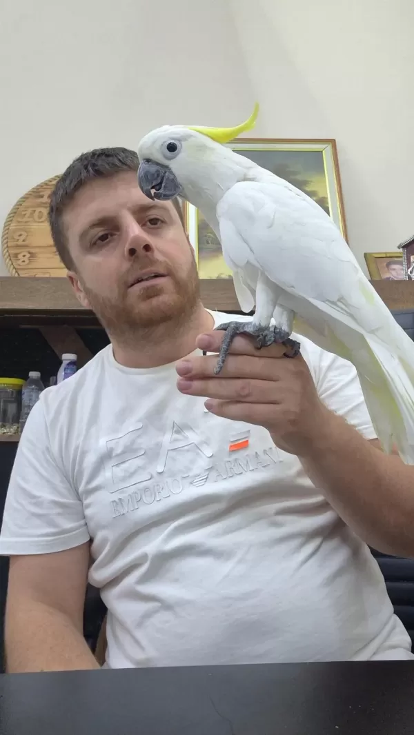 Evcil Kakadu Papağanı