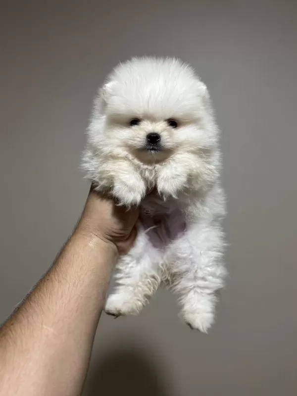Pomeranian Yavrularımız Sizleri Bekliyorlar