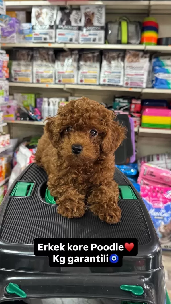 Toy Poodle Kore Yavrumuz Kg Garantili Sıfır Boy