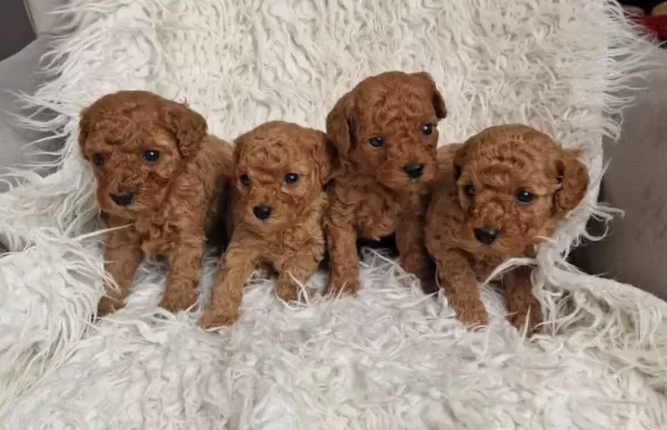 Sevimli Toy Poodle Yavrularimiz