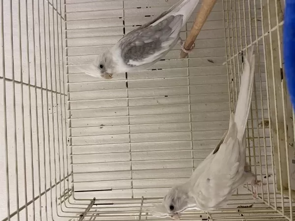 Toplu Takım Albino Lutino Grey Wifi Karışık Sultan Papağanı