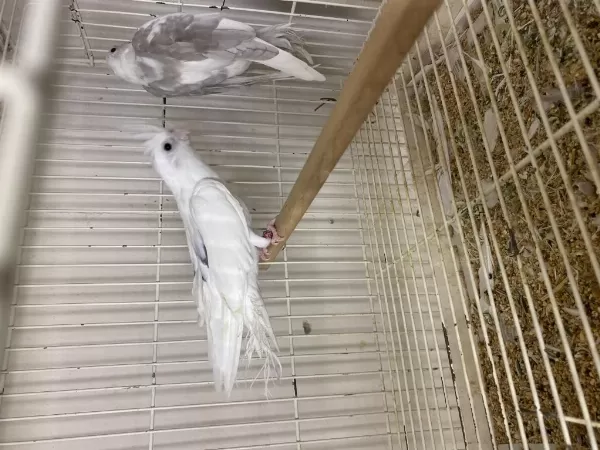 Toplu Takım Albino Lutino Grey Wifi Karışık Sultan Papağanı