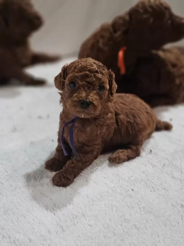 Minik Toy Poodle Yavrularimiz