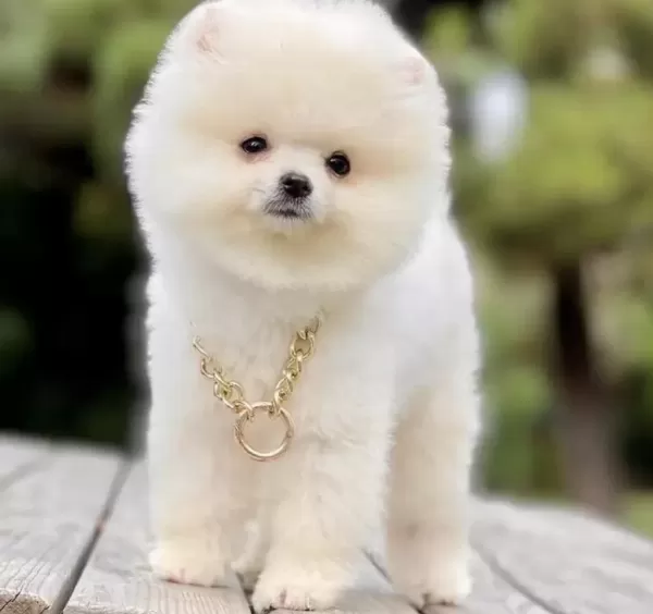 Pomeranian Boo Yavrusu