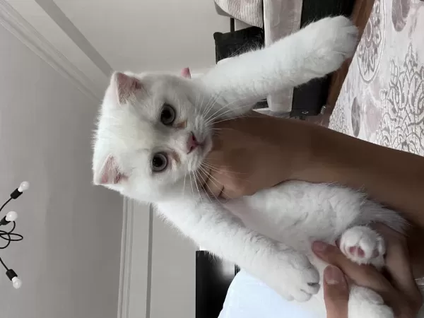 Sağlıklı 3 Aylık Kedilerimiz