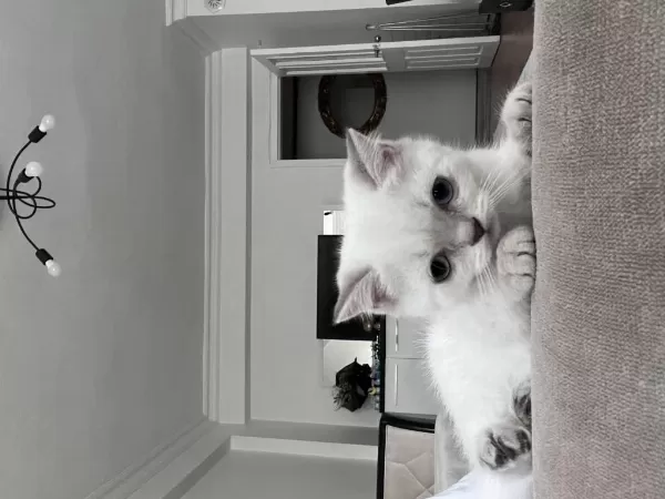Sağlıklı 3 Aylık Kedilerimiz