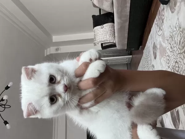 Sağlıklı 3 Aylık Kedilerimiz
