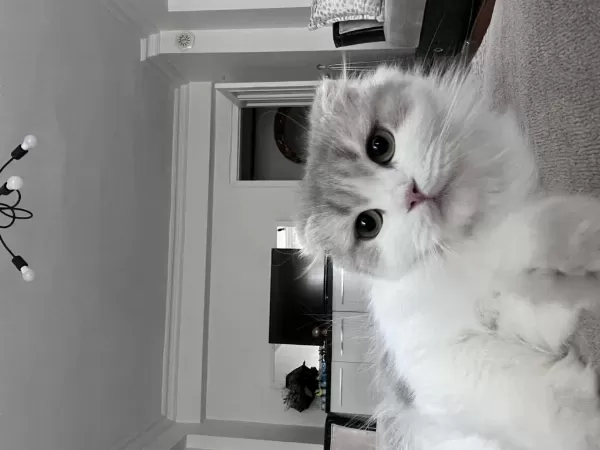 Sağlıklı 3 Aylık Kedilerimiz