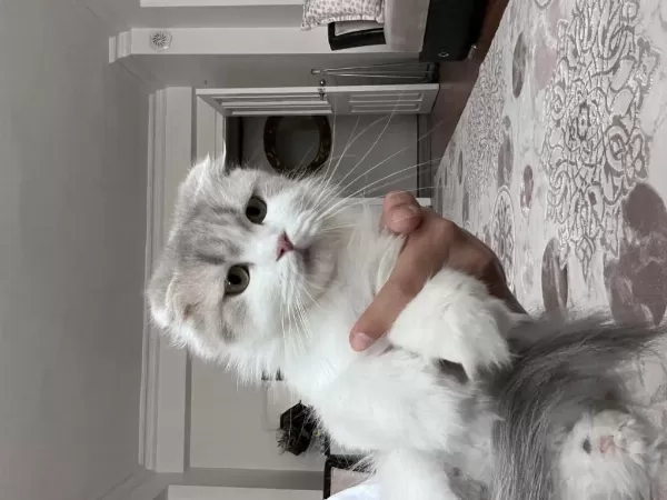 Sağlıklı 3 Aylık Kedilerimiz