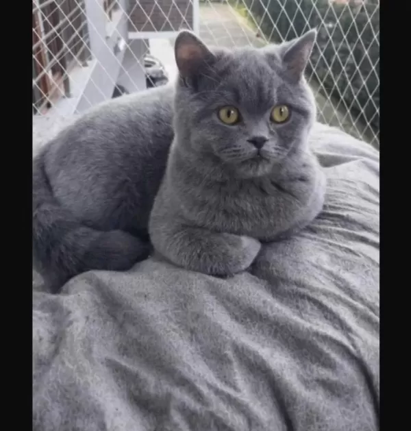 Maya Adlı British Shorthair Kızımız