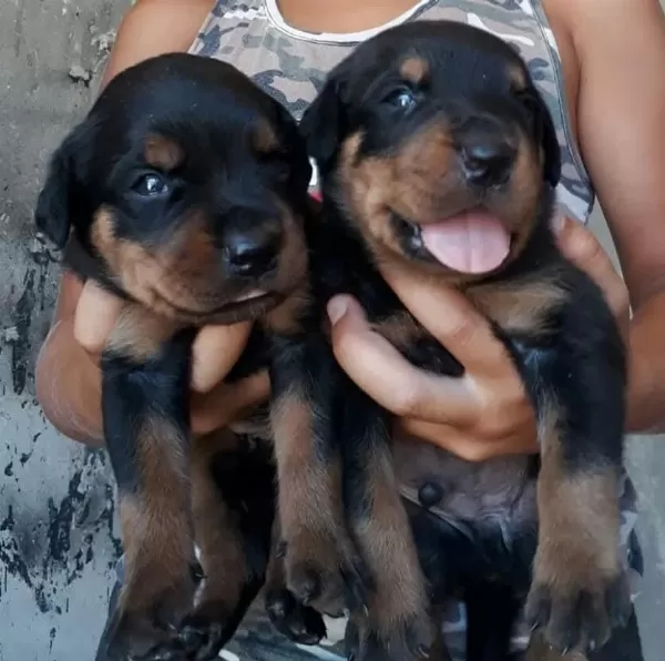 Sağlıklı Rottweiler Yavrular