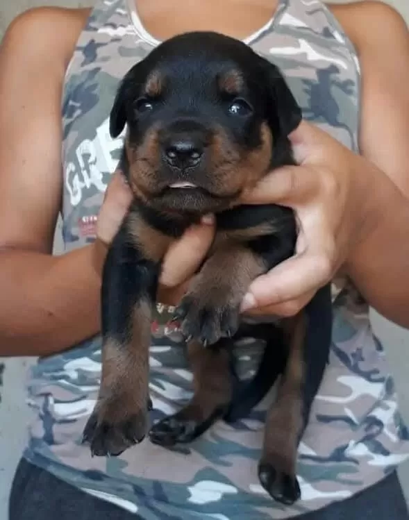 Sağlıklı Rottweiler Yavrular