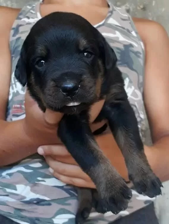 Sağlıklı Rottweiler Yavrular