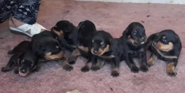 Sağlıklı Rottweiler Yavrular