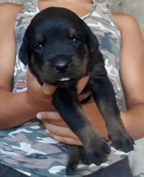 Sağlıklı Rottweiler Yavrular