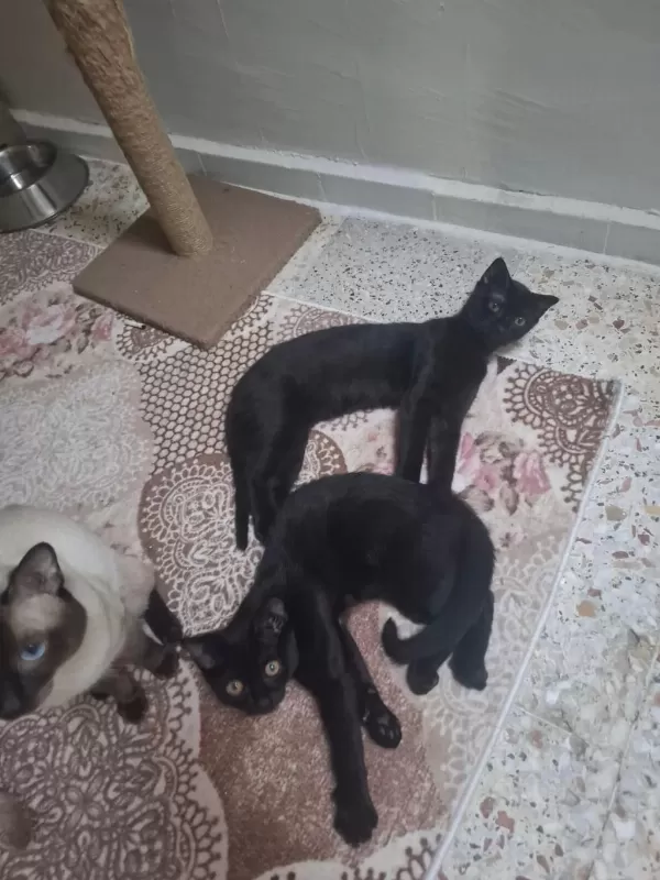 Sevimli Yavru Kedilere Yuva Arıyoruz
