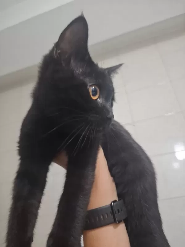 Sevimli Yavru Kedilere Yuva Arıyoruz