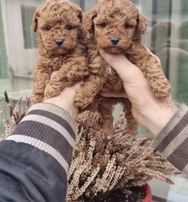 Toy Poodle Cinsi Köpeği