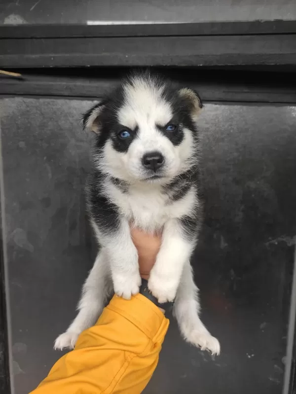 Sibirya Kurdu Köpeklerimiz