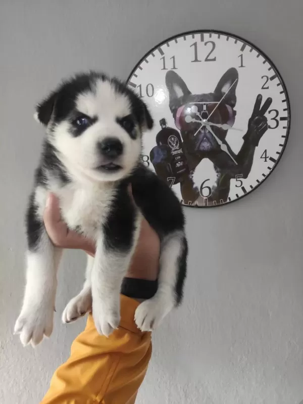 Sibirya Kurdu Köpeklerimiz