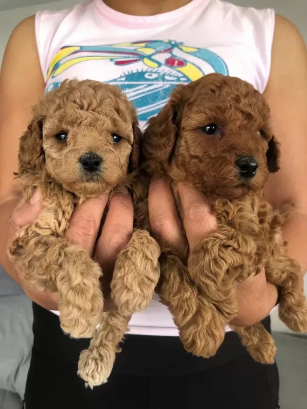 Show Kalite Tea Cup Kore Poodle Yavrularımız