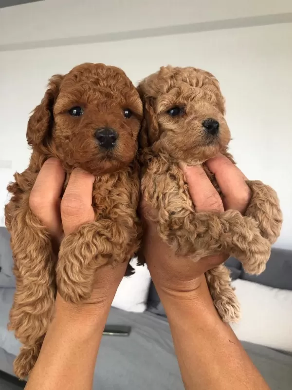 Show Kalite Tea Cup Kore Poodle Yavrularımız
