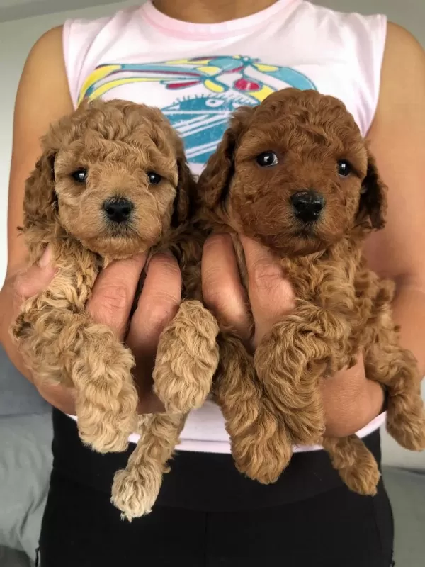 Show Kalite Tea Cup Kore Poodle Yavrularımız