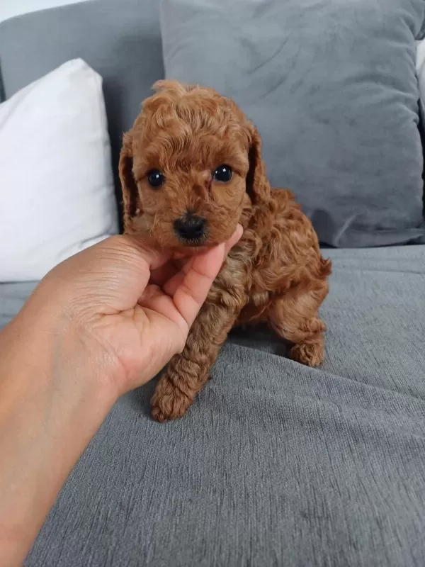 Show Kalite Tea Cup Kore Poodle Yavrularımız