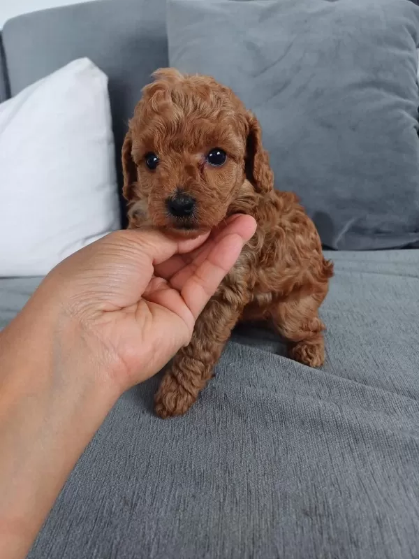 Show Kalite Tea Cup Kore Poodle Yavrularımız