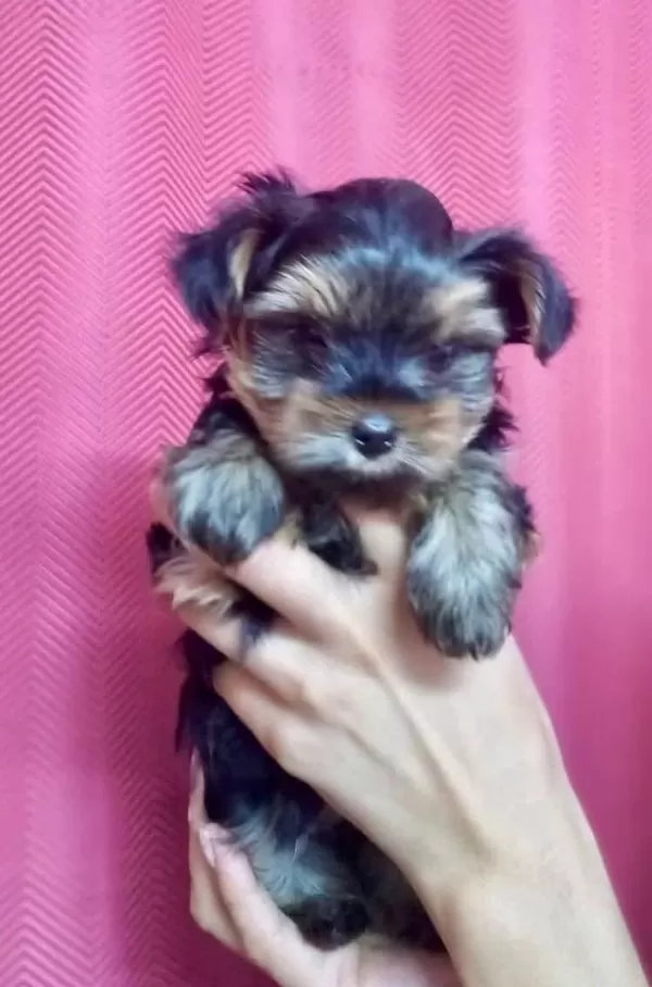 Teacup Yorkshire Yavrular