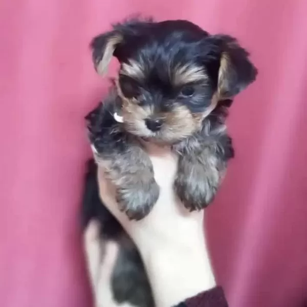 Teacup Yorkshire Yavrular