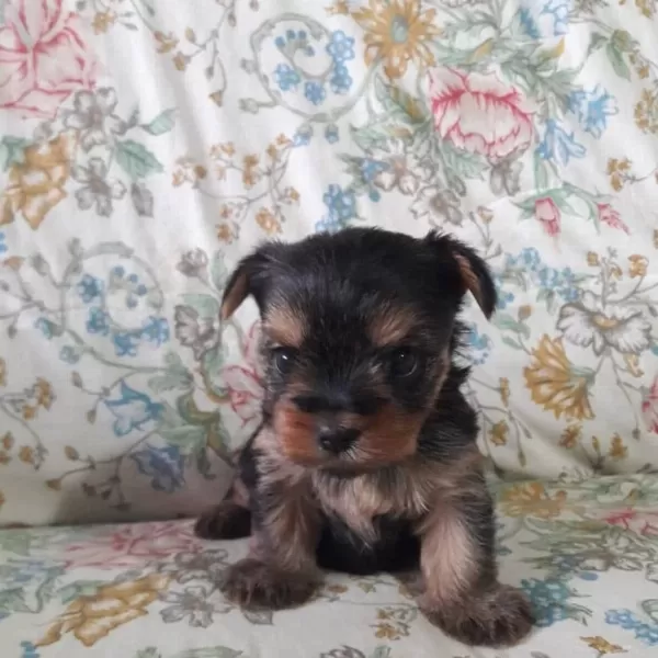Teacup Yorkshire Yavrular
