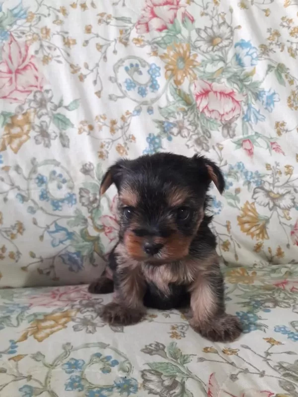 Teacup Yorkshire Yavrular