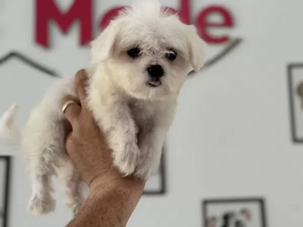 Ankaranın En Seçkin Maltese Yavruları