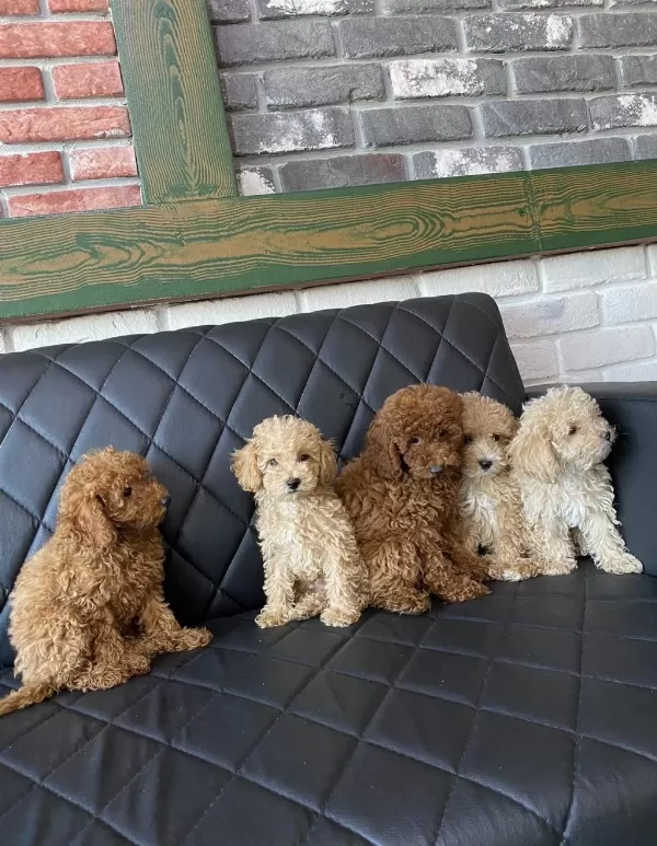 Wc Eğitimli Maltipoo Yavrular Toy Poodle Yavrular Ank
