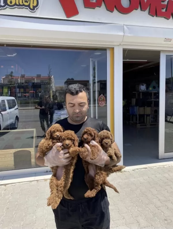 Wc Eğitimli Maltipoo Yavrular Toy Poodle Yavrular Ank