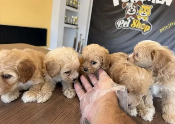 En İyisini Arayanlara Gerçek Maltipoo Yavrular Ankara