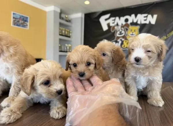 En İyisini Arayanlara Gerçek Maltipoo Yavrular Ankara