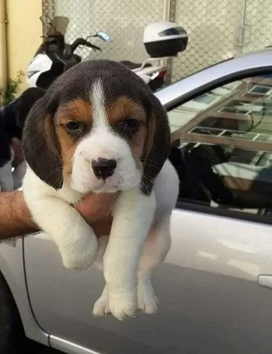 Sağlıklı Beagle Yavrular