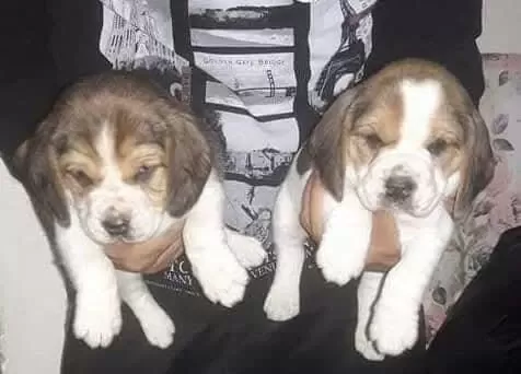 Sağlıklı Beagle Yavrular