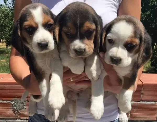 Sağlıklı Beagle Yavrular