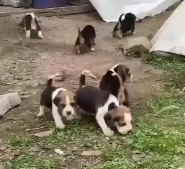 Sağlıklı Beagle Yavrular