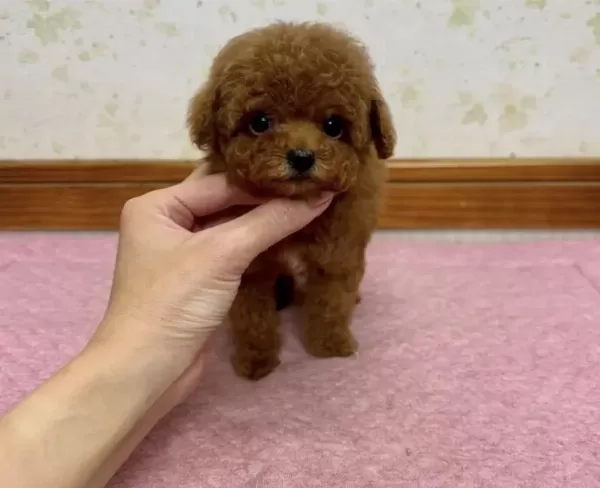 Harika Toy Poodle Yavrular
