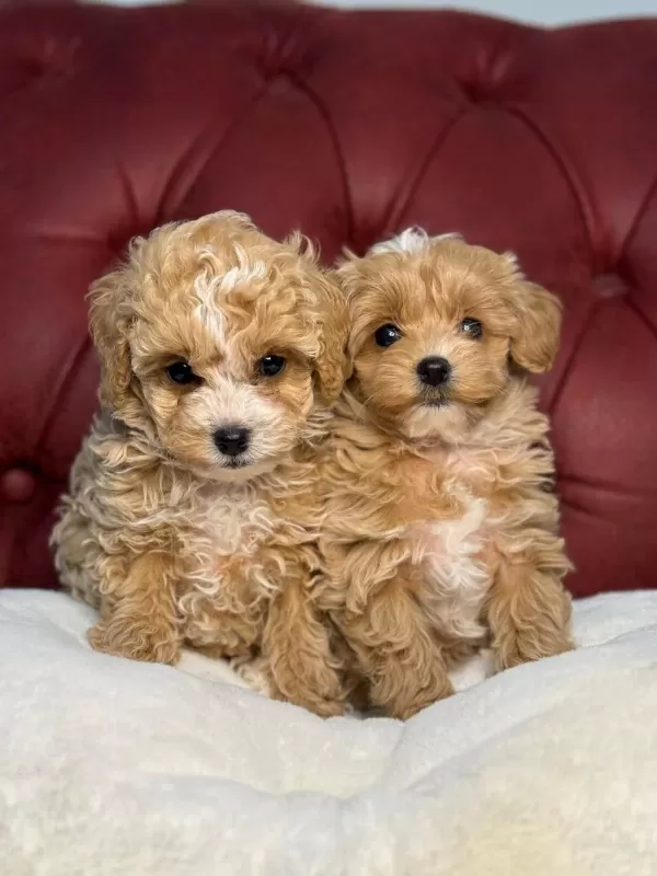 Wc Eğitimli Maltipoo Yavrularımız