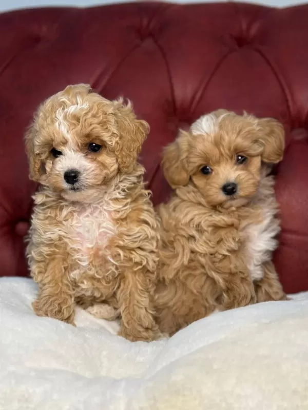 Wc Eğitimli Maltipoo Yavrularımız