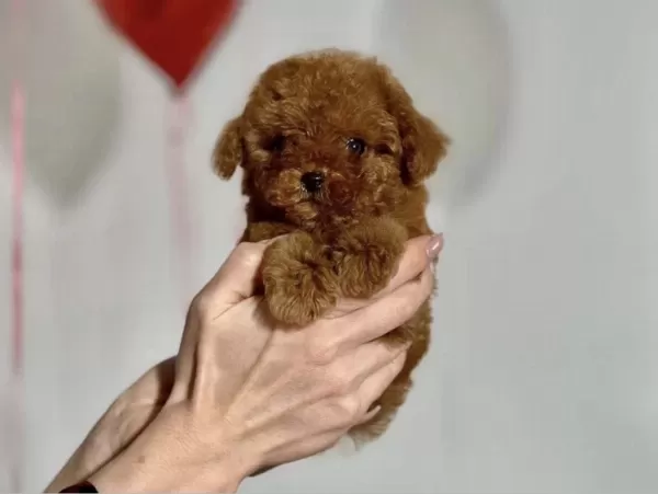 Harika Toy Poodle Yavrumuz